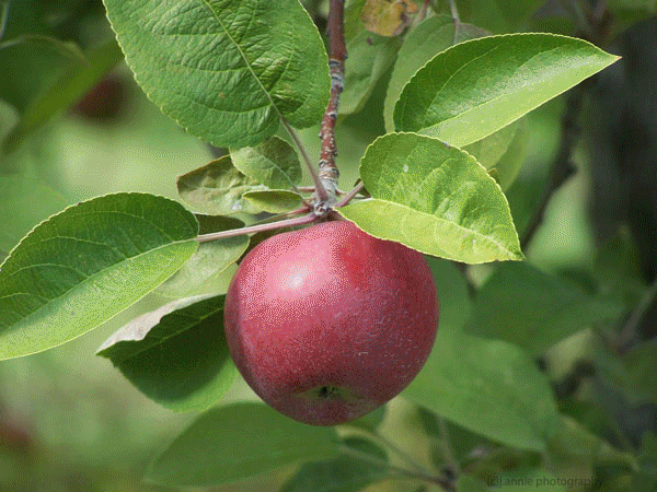 Nature Photos