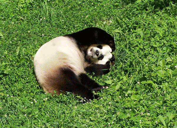 Animal Photos