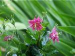 columbine flowers