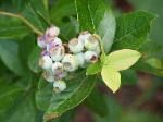 blueberries