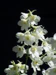 delphinium