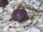 sea urchin shell