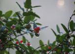 honeysuckle branch with sun