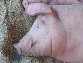 sleeping pig