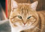 Frito the Cat photo