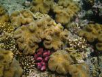 corals