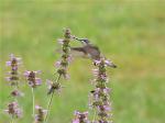 hummingbird