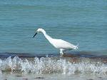 ibis in waves