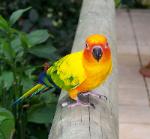 yellow bird