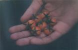 hand holding tomatoes