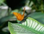 orange butterfly
