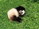 Panda Photo