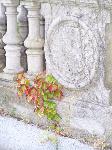 ivy and wall