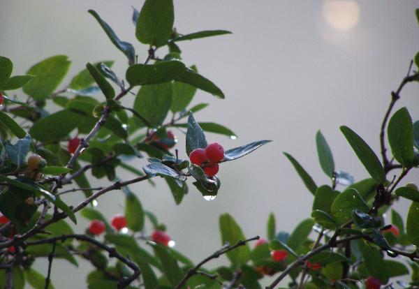 honeysuckle