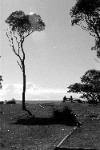 conversation on hill with tree and clouds